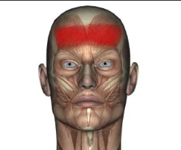 <p>Forehead muscle that raises eyebrows and wrinkles forehead. It is located in the frontal region of the skull and is involved in facial expressions. </p>