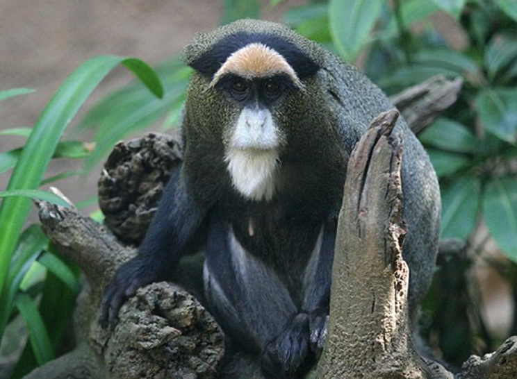 <p>De Brazza's Guenon</p>