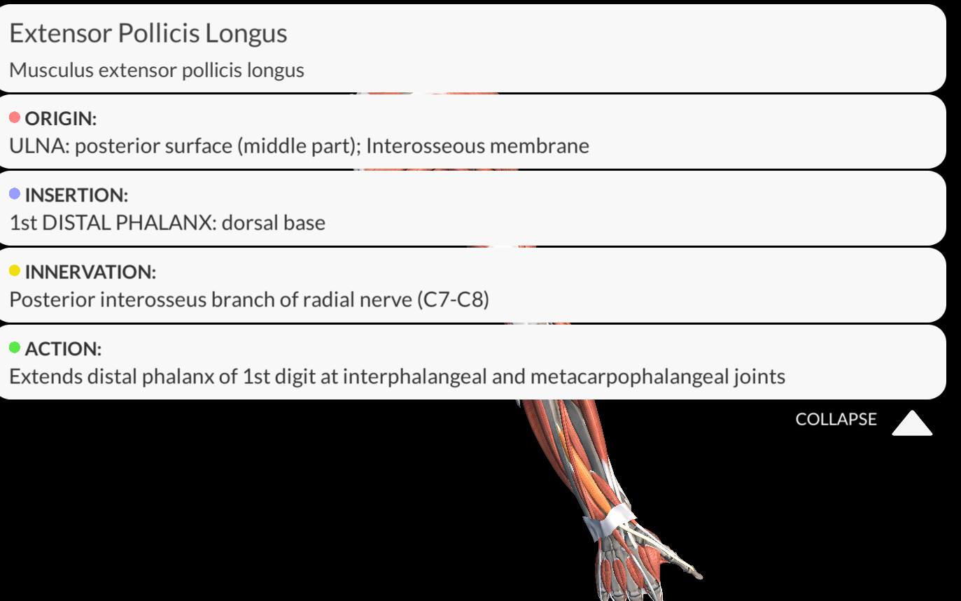 <p><strong><u>Origin</u></strong>: distal half of the posterior surface of the ulna, interosseous membrane.</p><p><strong><u>Insertion:</u></strong> Distal phalanx of the thumb.</p><p><strong><u>Innervation</u></strong>: Posterior Interosseous nerve</p><p><strong><u>Function: </u></strong>  Extends interphalangeal joint of the thumb; can also extend carpometacarpal and metacarpophalangeal joints of the thumb.</p>