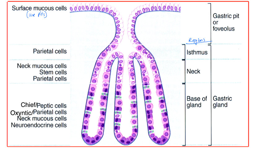 <ul><li><p>gastric pits</p></li><li><p>gastric gland isthmus </p></li><li><p>gastric gland neck</p></li><li><p>gastric gland base </p></li></ul>
