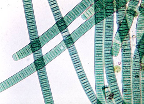 Small, single-celled aquatic prokaryotes that photosynthesize
Kingdom monera