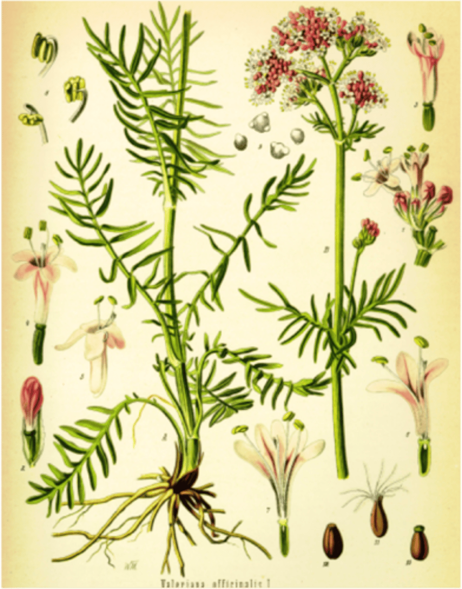 <p>The belief that God created illness, but also created the herbs and plants to treat that illness. For example, the plant 'eyebright' was used to treat eye infections and saxifrage was used to treat kidney stones because the roots could break rocks whilst growing</p>