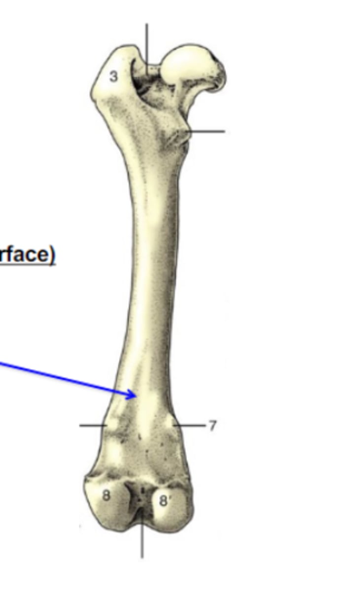 <p>Bone elevations</p><p>What is the blue arrow pointing to?</p><p>3 multiple choice options</p>