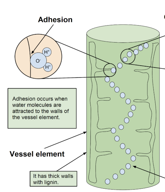 <p><span style="background-color: transparent;"><span>H bonds form between water + other polar molecules (water sticking to other compounds)&nbsp;</span></span></p><p></p>