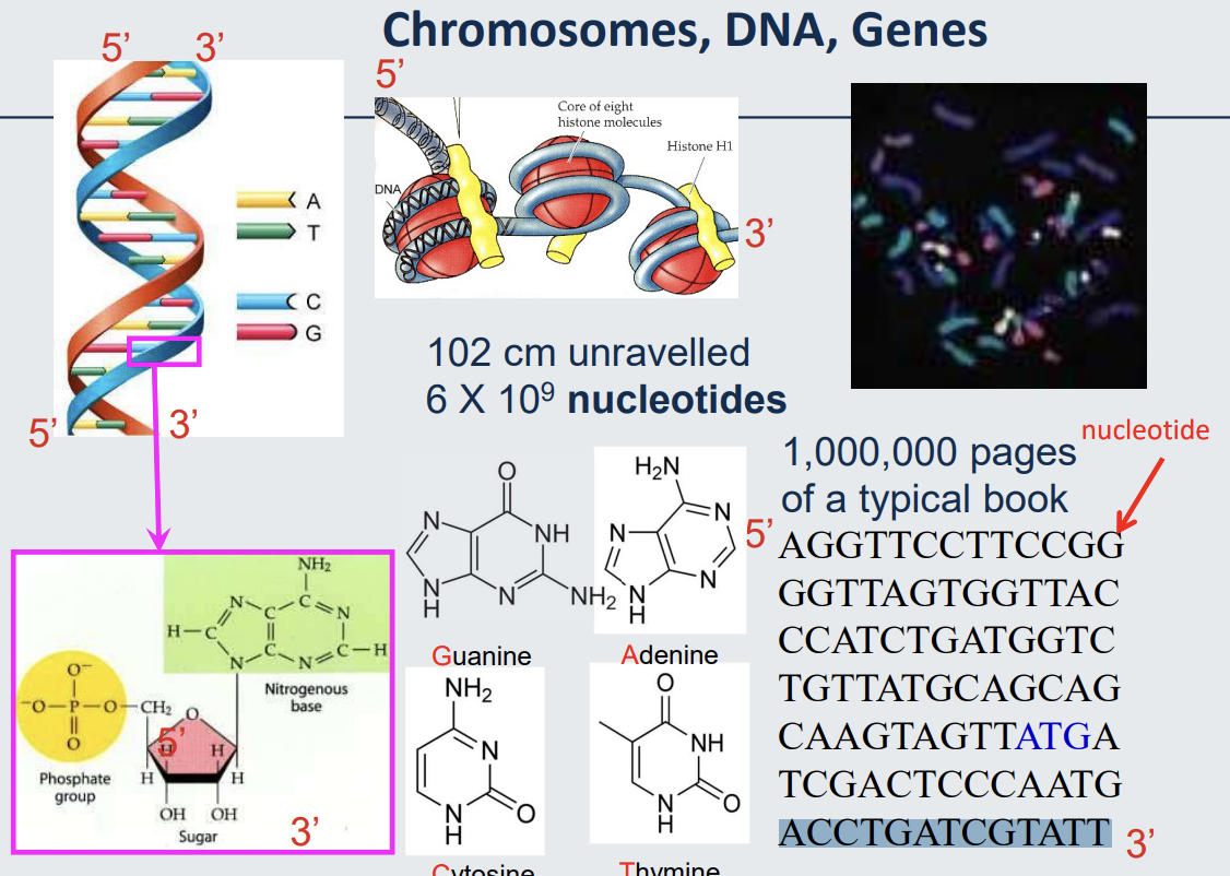 <ul><li><p><strong>DNA Structure</strong>:</p><ul><li><p>Double helix with labelled 5' and 3' ends.</p></li><li><p>Base pairs: Adenine (A) pairs with Thymine (T), Cytosine (C) pairs with Guanine (G).</p></li></ul></li><li><p><strong>Nucleotide Components</strong>:</p><ul><li><p>Composed of:</p><ul><li><p><strong>Phosphate group</strong>.</p></li><li><p><strong>Sugar</strong>.</p></li><li><p><strong>Nitrogenous base</strong>.</p></li></ul></li></ul></li><li><p><strong>DNA and Chromosomes</strong>:</p><ul><li><p>DNA wraps around histone proteins to form nucleosomes.</p></li><li><p>Microscopic visualisation shows DNA organised into chromosomes.</p></li></ul></li><li><p><strong>Key Facts</strong>:</p><ul><li><p><strong>Length</strong>: DNA, when unravelled, measures approximately 102 cm.</p></li><li><p><strong>Nucleotides</strong>: Composed of around 6 × 10⁹ nucleotides.</p></li><li><p><strong>Complexity</strong>: Representing the sequence would require about 1,000,000 pages of a typical book.</p></li></ul></li></ul><p></p>