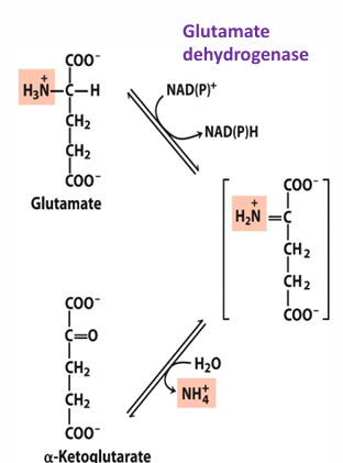 <p>transdeamination= transamination + oxidative deamination</p><ul><li><p><span><em>Transamination to get amino acid into glutamate</em></span></p></li><li><p><span><em>Oxidative deamination to remove ammonia from glutamate and make alpha-ketoglutarate</em></span></p></li></ul><p></p>