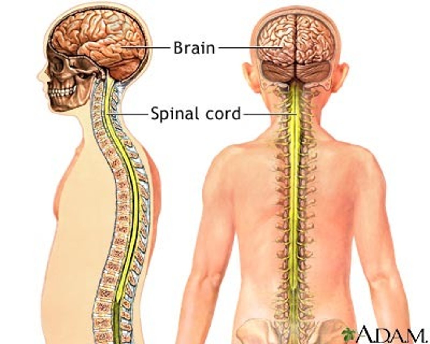 <p>brain and spinal cord; the control center; includes cerebrum, cerebellum and medulla</p>
