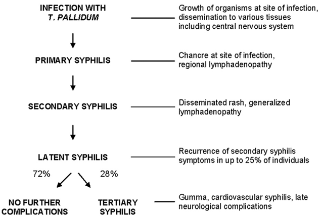 <ul><li><p>T. pallidum</p></li><li><p>Stages infection:</p><ul><li><p>Infection with T. pallidum</p></li><li><p><strong>primary </strong>syphilis—&gt; <strong>chancroid </strong>(painless ulcer)</p></li><li><p><strong>secondary </strong>syphilis (systemic spread of bacteria)</p></li><li><p><strong>latent </strong>syphilis (asymptomatic)</p></li><li><p><strong>tertiary </strong>syphilis—&gt; <strong>GUMMAS</strong>, CNS, paralysis, blindness</p></li></ul></li><li><p><strong>VERTICAL </strong>transmission (aka can be passed mom—&gt; fetus)</p></li><li><p><strong>VDRL </strong>test—&gt; for T. pallidum and other spirochetes</p></li></ul><p></p>