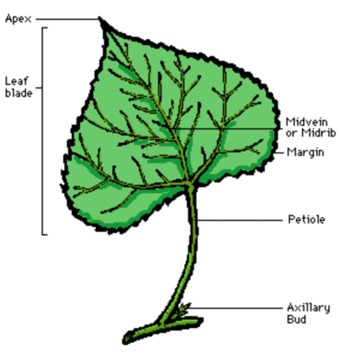 <p>simple leaf definition</p>