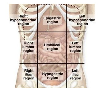 <p>list structures of the left lumbar region</p>