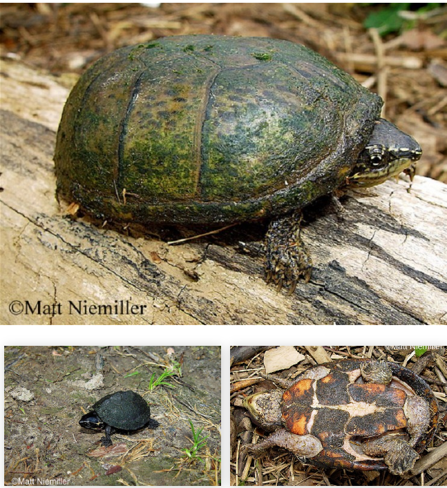 <p>A small, aquatic, dark turtle (2.0 to 4.5 inches in length) with a smooth, domed-looking shell. Carapace (upper shell) is long and varies from light olive brown to nearly black.   The sides of the head have 2 distinct light-colored stripes and barbels (fleshy nodules) occur on the chin and neck.   The small plastron (lower shell) is yellow or yellowish-brown and has a single horizontal hinge towards the front.   Males have a longer and thicker tail.   Young have a prominent keel running down the center of the carapace.</p>