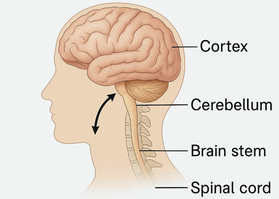 <p>spinal cord</p>