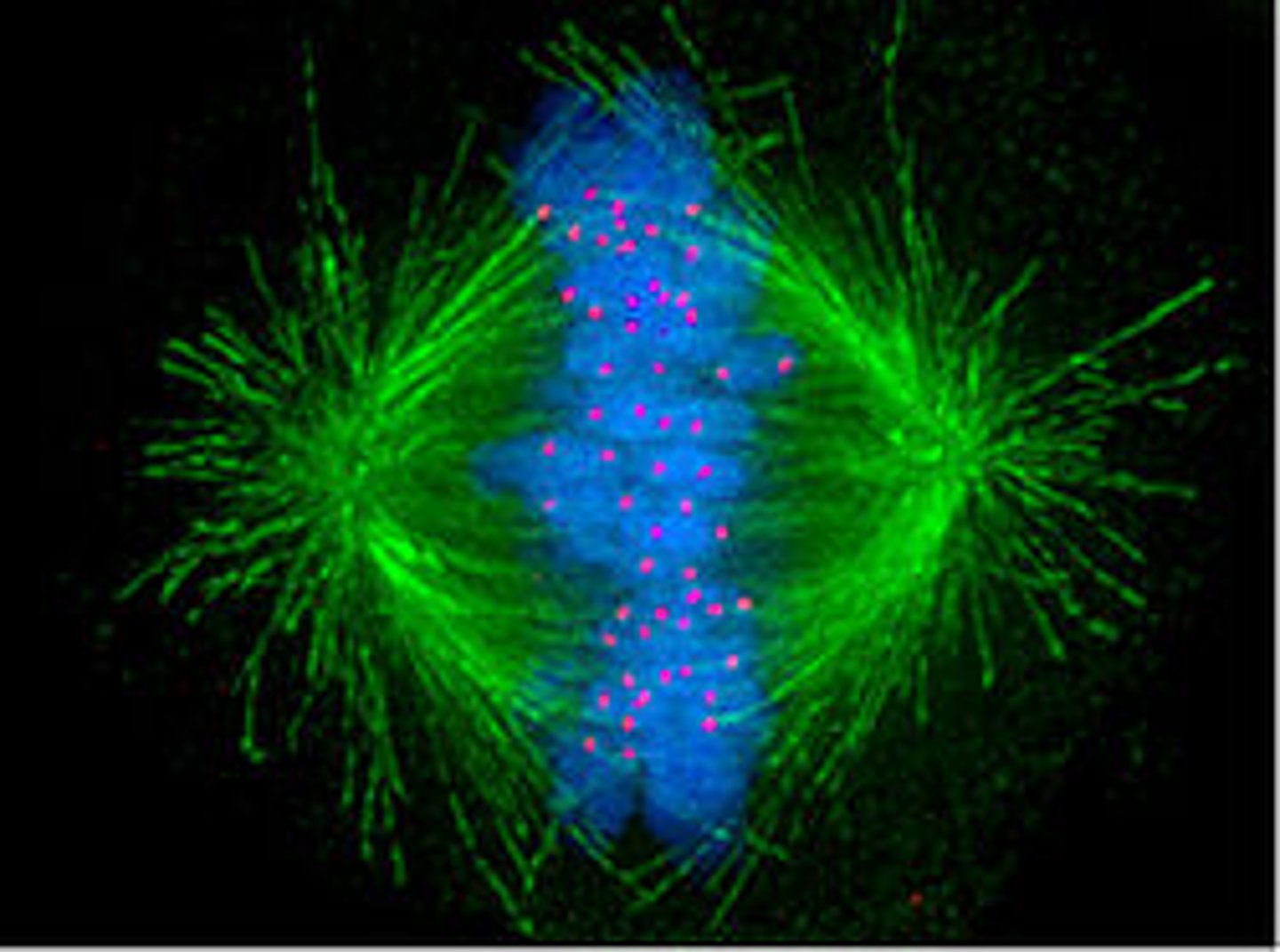 <p>An assemblage of microtubules and associated proteins that is involved in the movements of chromosomes during mitosis.</p>