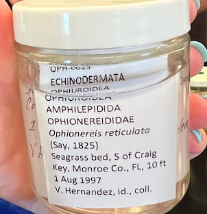 <p>Order: Amphilepidida</p><p>Family: Ophionereididae</p><p>Genus Ophionereis</p>
