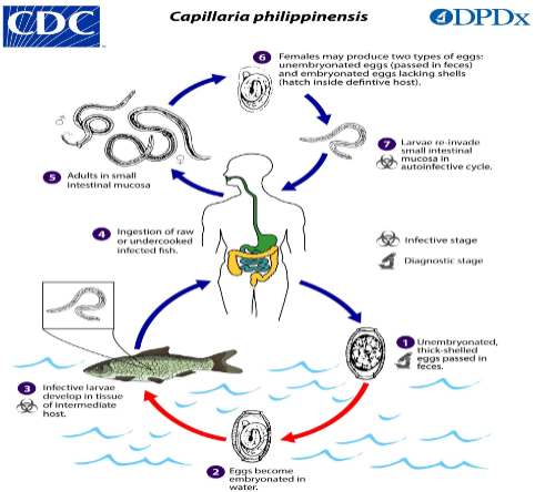 <ol><li><p>unembryonated, thick shelled eggs are passed in feces</p></li><li><p>eggs embryonated in water</p></li><li><p>infective larvae develop in tissue of intermediate host (fish)</p></li><li><p>humans ingest raw/undercooked fish</p></li><li><p>larvae mature into adults in small intestinal mucosa</p></li><li><p>females will produced unembryonated eggs (passed in feces) &amp; embryonated eggs that hatch in definitive host</p></li><li><p>larvae re-invade small intestinal mucosa in autoinfection </p></li></ol><p></p>
