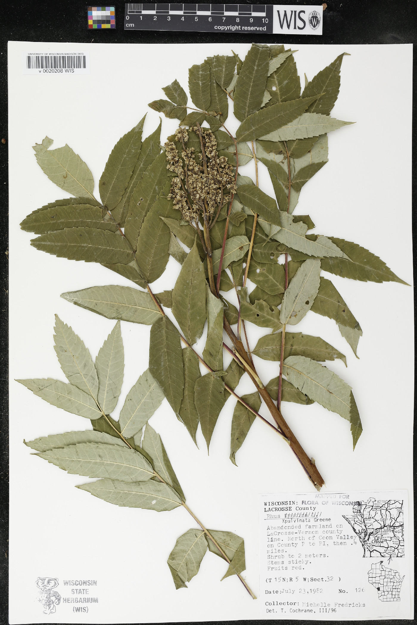<p>-hybrid of <em>Rhus typhina</em> and <em>Rhus glabra</em></p><p>-dioecous</p><p>-alternate pinnately compound leaves</p><p>-drupe in upright clusters</p>