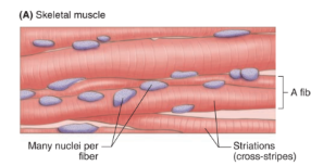<ul><li><p>Voluntary control</p></li><li><p>striated</p></li></ul><p></p>