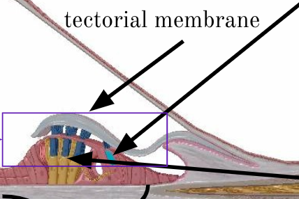 <p>t<span>ectorial membrane</span></p>