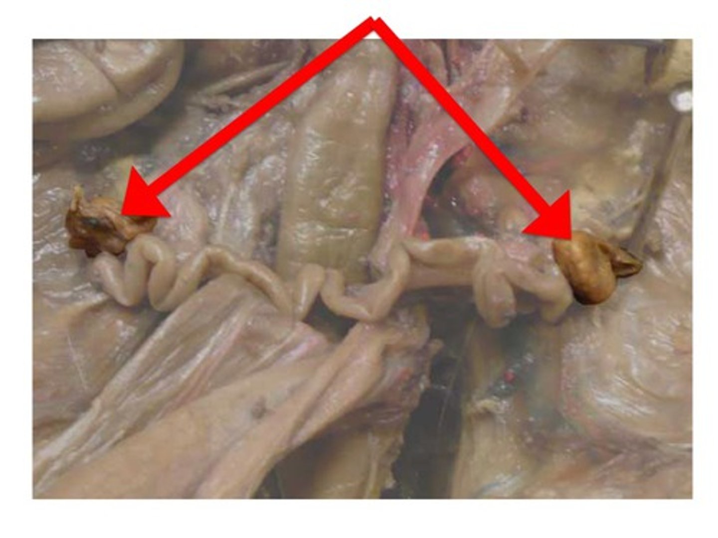 <p>Glands that produce the egg cells and hormones</p>