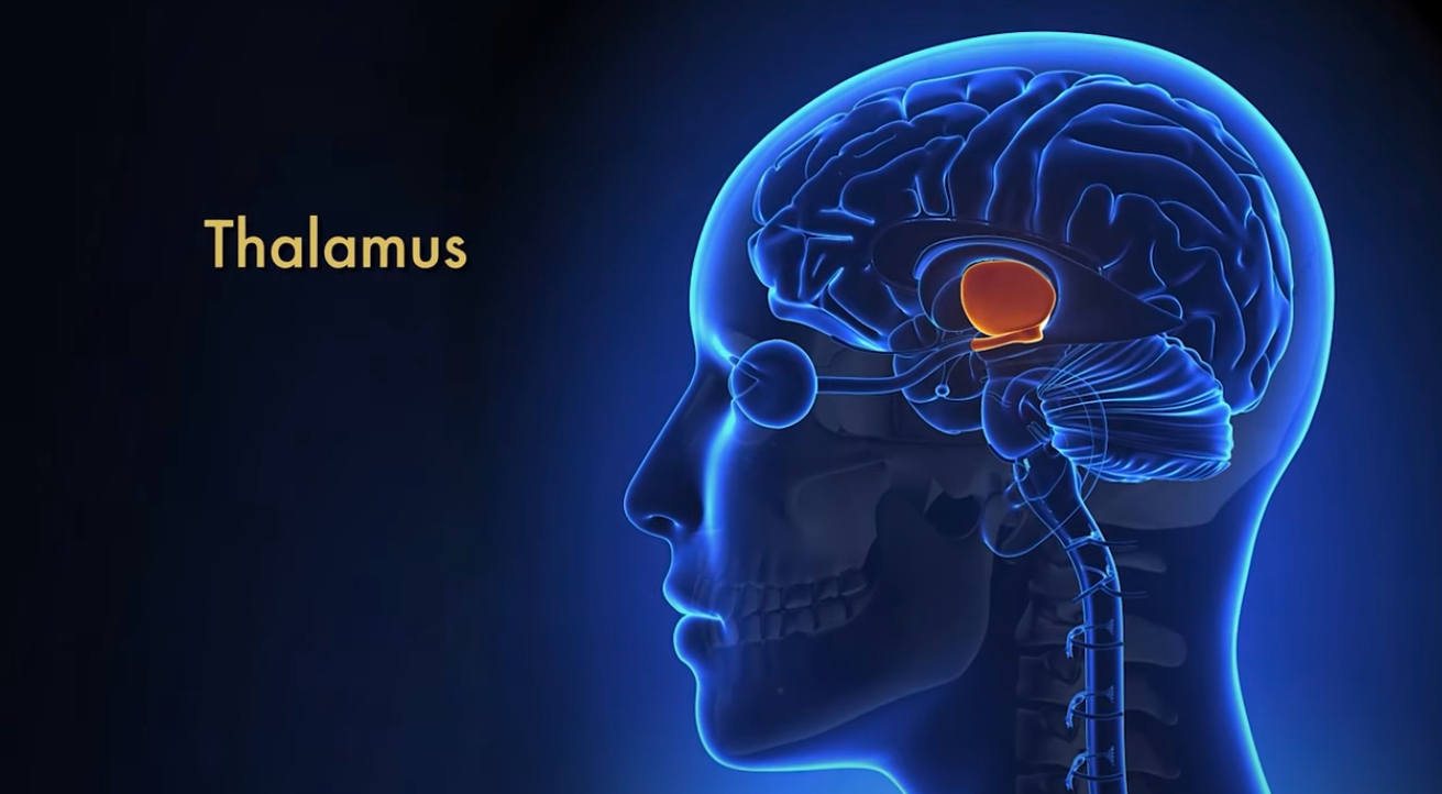<p>Thalamus</p>