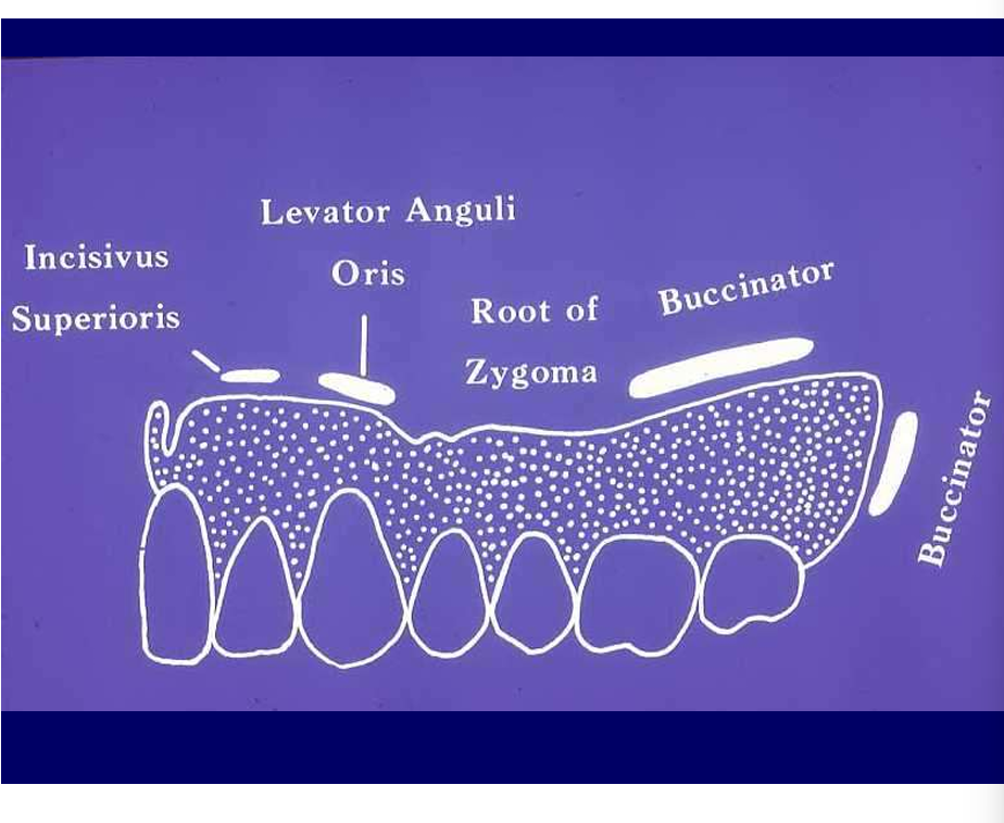 <p>What is important about the denture vs the muscular attachment?</p>