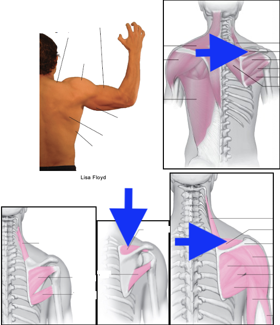 term image
