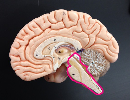 Portion of brain that contains the pons, medulla oblongata, and the beginning of the spinal cord, controls the flow of messages between the brain and the rest of the body, and it also controls basic body functions