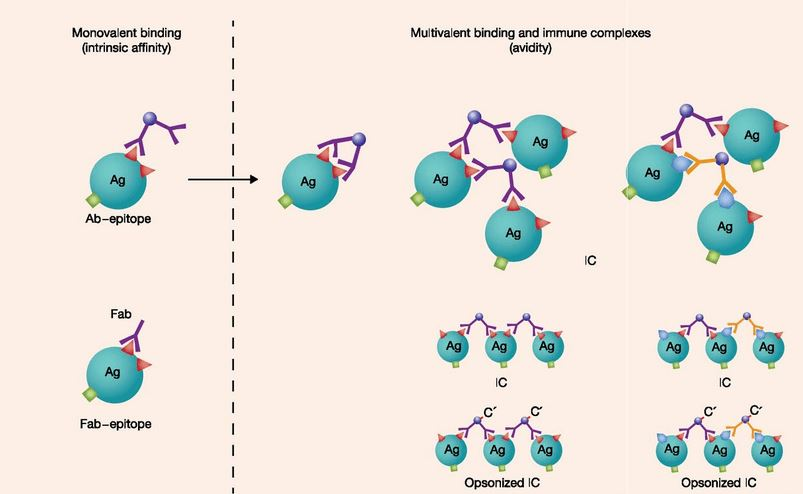 <p>the number of binding sites</p>