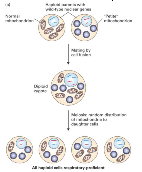 <ul><li><p>cytoplasmic inheritance</p><ul><li><p>different from that of DNA in the nucleus</p></li></ul></li><li><p>Mitochondria are distributed evenly among daughter cells</p><ul><li><p>this is random</p></li><li><p>if once cell has no mitochondria or non functional one then won’t survive in most scenarios </p></li></ul></li></ul><p></p>