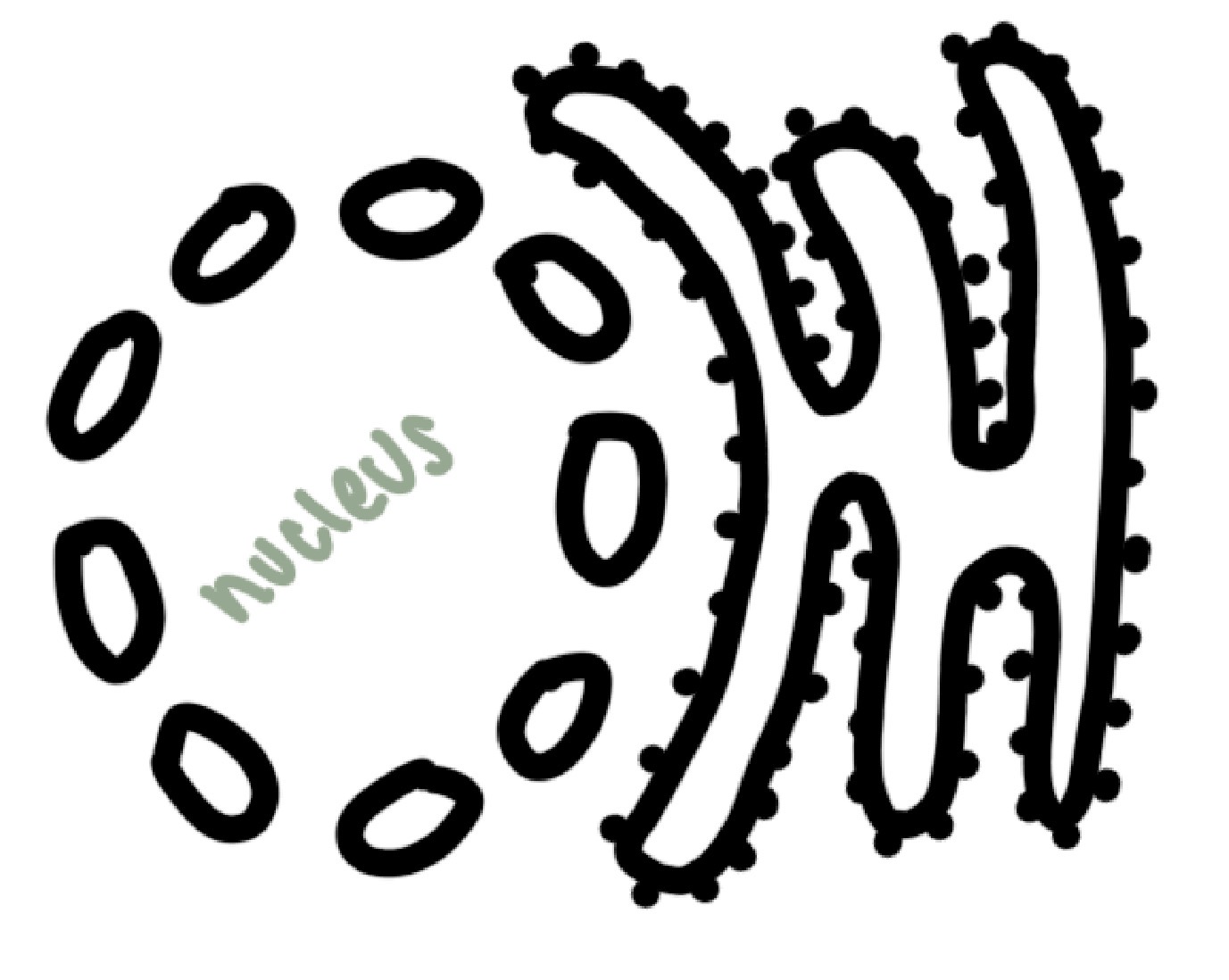 <p>system of membranes connected to the nucleus with ribosomes on the outer surface</p><p>synthesise, modify and transport protiens</p>