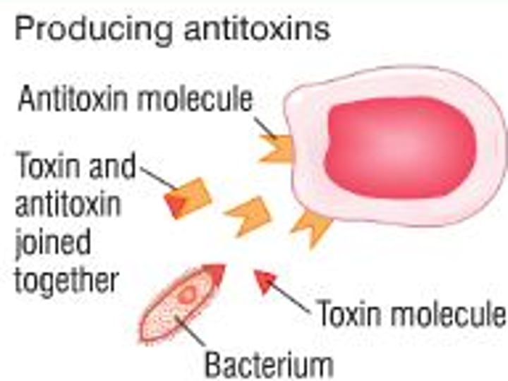 <p>agent that works to destroy (cancel out) toxins</p>