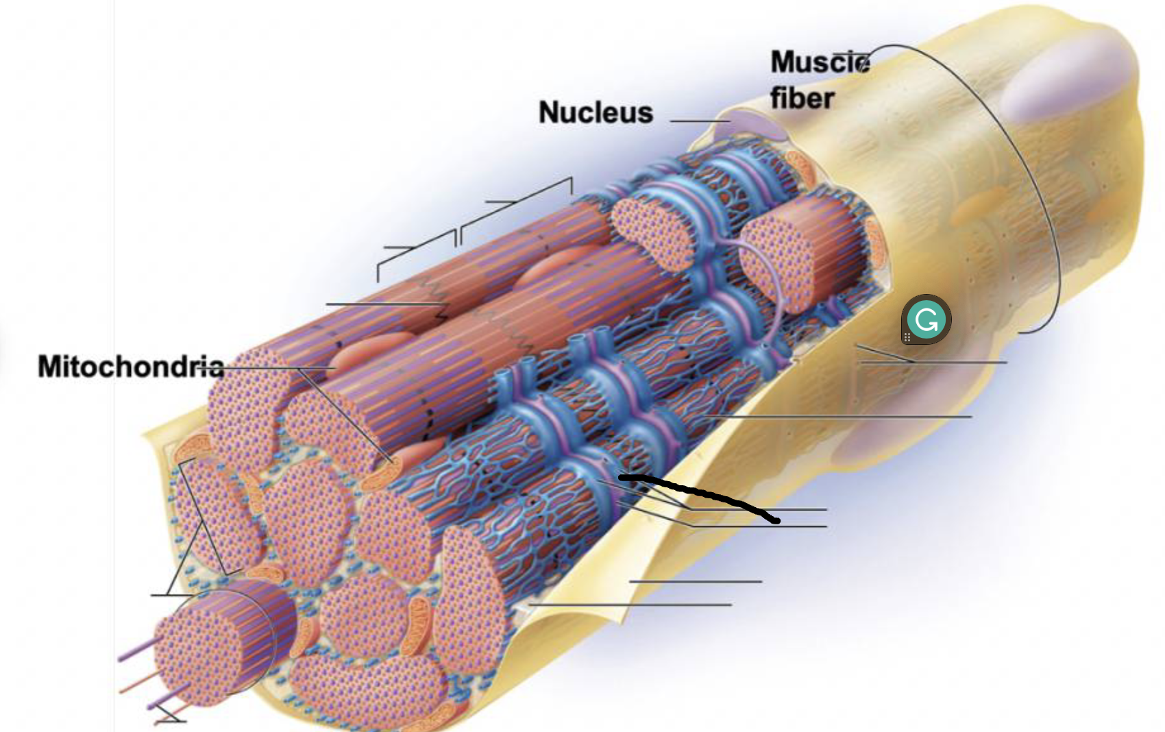 <p>what muscle feature is this?!</p>