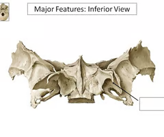 <p><span>Tiny hooks on hindwings that latch onto forewings in Hymenoptera for synchronized flight.</span></p>