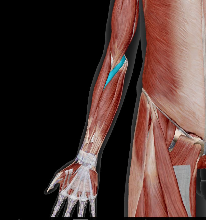 <p>Label the muscle</p>