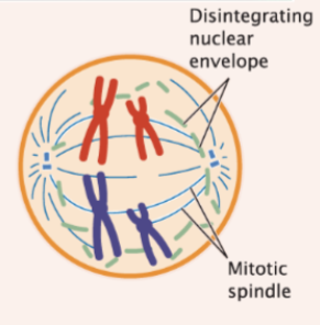 <p>nuclear membrane disintegrates and spindle microtubules attach to chromatids</p>