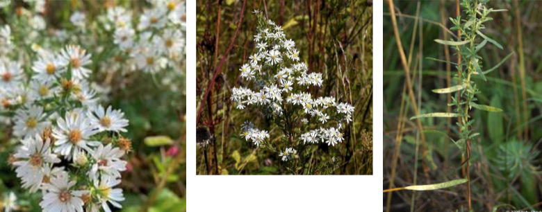 -white, sometimes blue or pink
-stems with shorter leaves, with one long leaf every so often
-flowers can often be densely packed