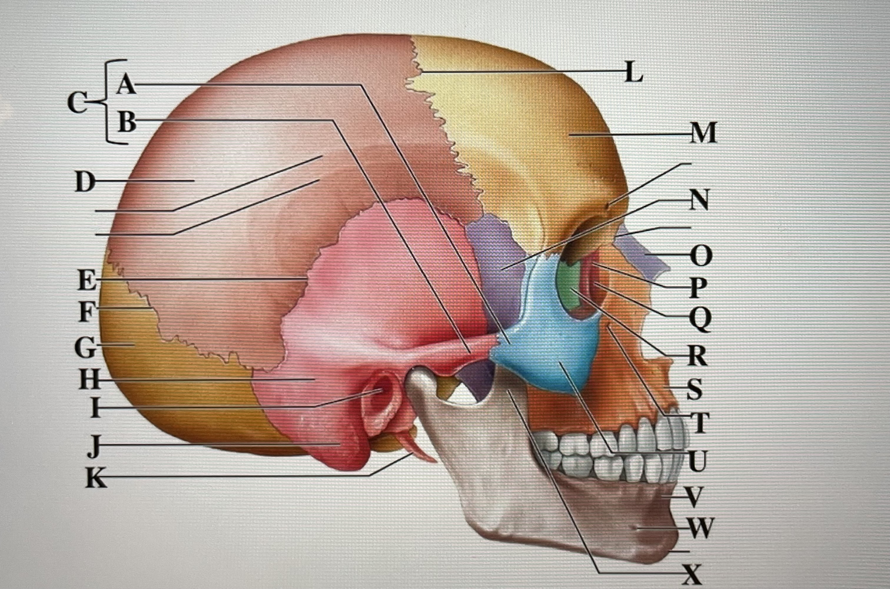 In the figure above,  *is the temporal process and* _ is the zygomatic arch 