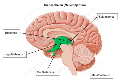 <p><strong>Diencephalon (mellemhjernen):</strong> Ligger mellem storehjernen og hjernestammen. Indeholder thalamus, der videresender sensoriske signaler til cerebrum, og hypotalamus, som styrer hormoner, temperatur, sult, tørst og søvn.</p>