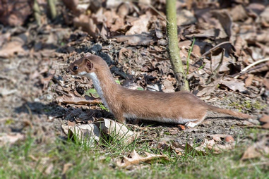 <p>Family Mustelidae</p><p>Long-tail and least weasel </p><p>Habitat generalists, woods, meadows, often near water.</p>