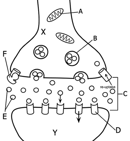 <p>Label Each of the Letters</p>