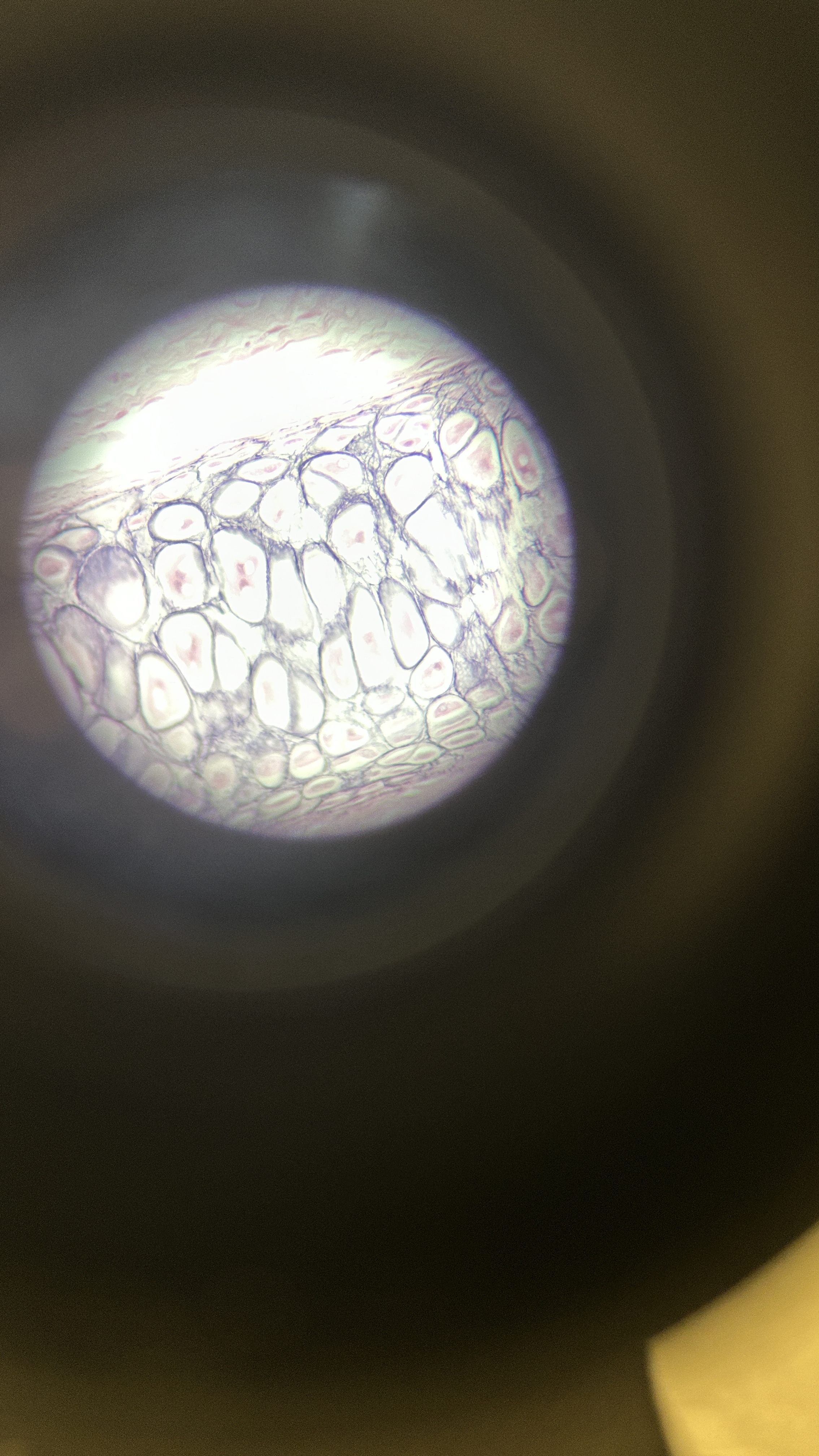 <p>What is the magnification level of the Elastic Cartilage?</p>