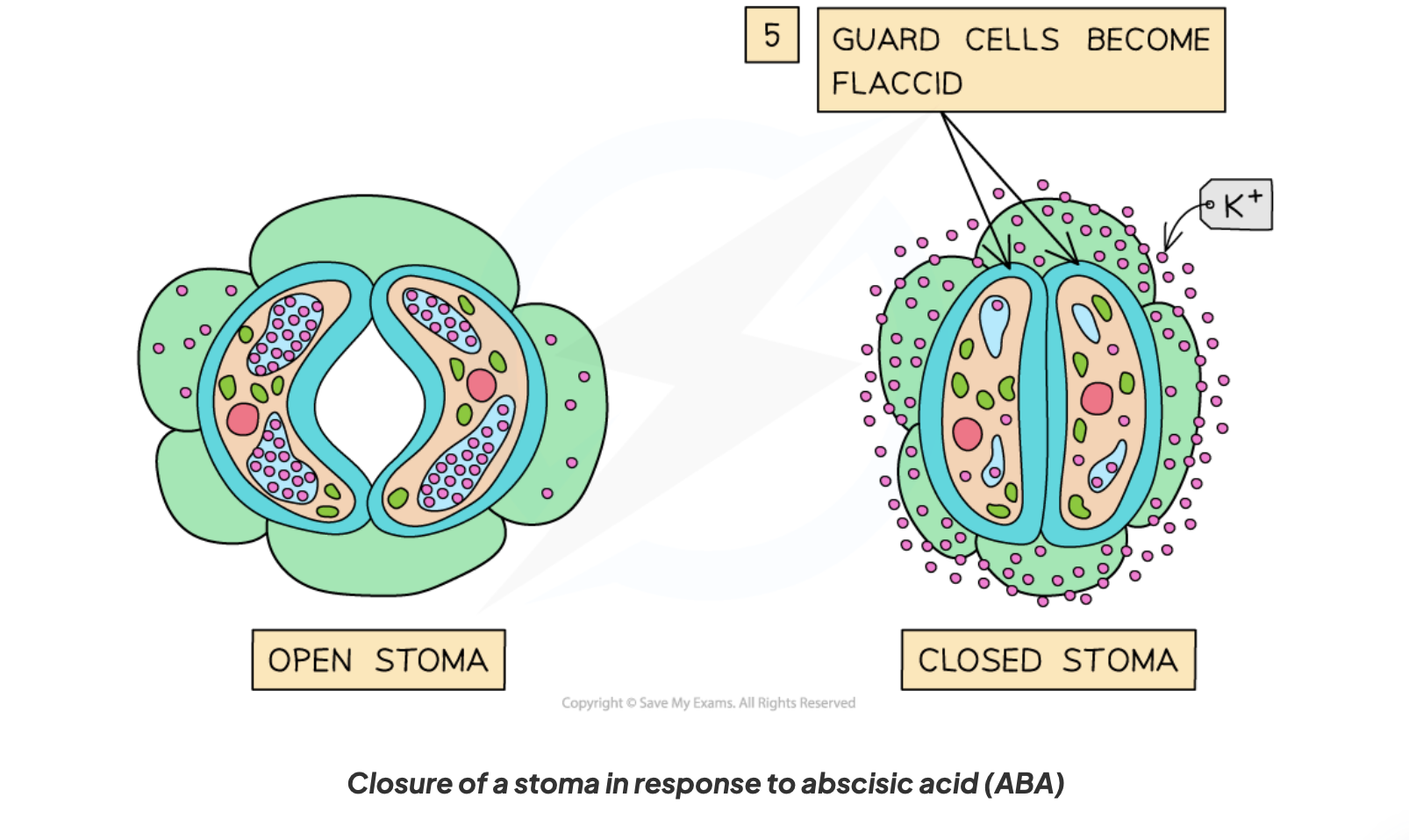 <p><strong>they</strong> <strong>become flaccid due to water leaving them by osmosis</strong> thus<strong> shutting the stomata up</strong></p>