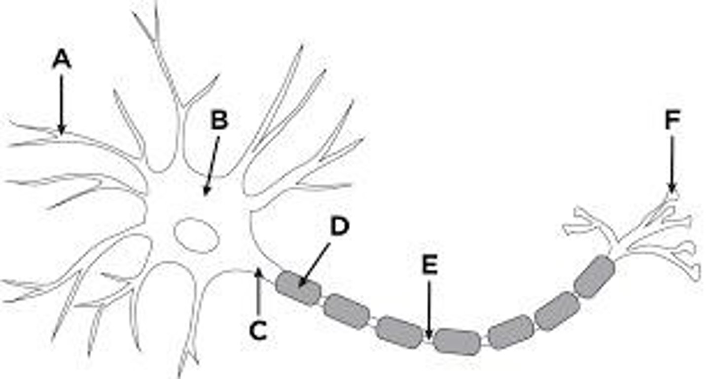 <p>1. Sensory neurons: transmit sensory information; 2. Motor neurons: send signals to muscles; 3. Interneurons: connect neurons within the CNS.</p>
