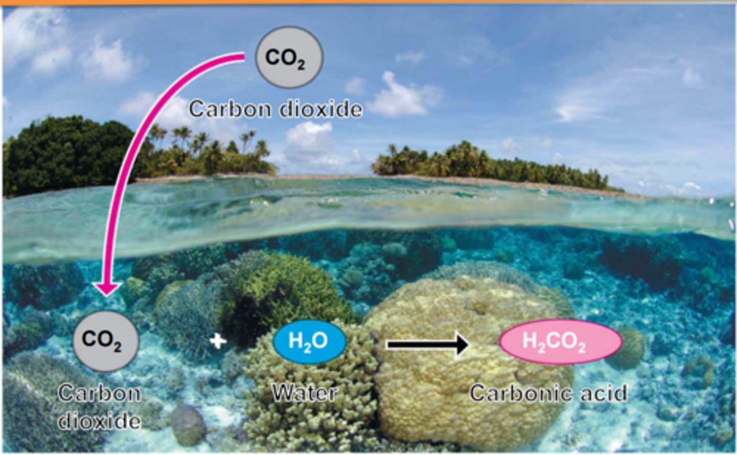 <p>The process by which the pH of the ocean is lowered (made more acidic) when excess CO2 dissolves in seawater</p>