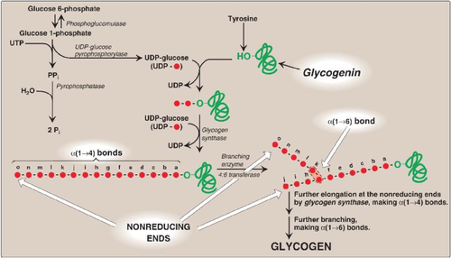 <p>production of glycogen using glycogen synthase (alpha 1-4) and branching enzyme ( a-1,6- linkages)</p><p>Liver glycogen is broken down to maintain a constant level of glucose in the blood</p><p>muscle glycogen is broken down to provide glucose to the muscle during vigorous exercise</p>