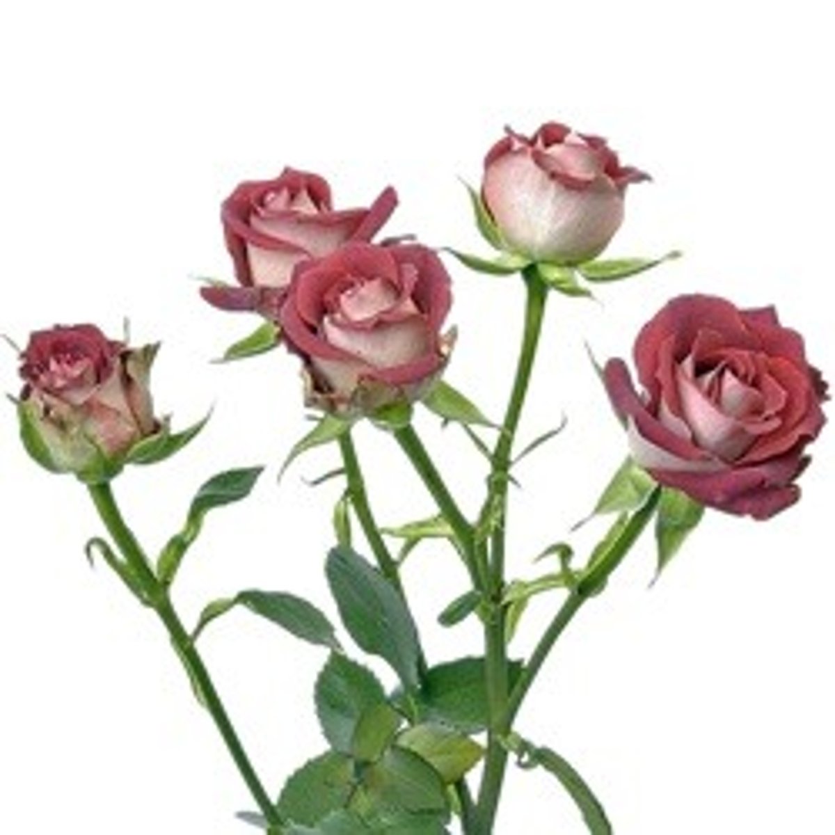 <p>Rosa; Mass</p>