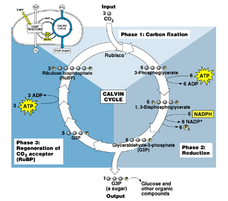 <p>light independent reaction where CO2 is being converted to sugars using ATP and NADPH produced from the light-dependent reactions&nbsp;</p><ul><li><p>three phases: carbon fixation, reduction and regeneration of CO2 acceptor&nbsp;</p></li><li><p>occurs in the stroma&nbsp;</p></li><li><p>1 cycle produces triose G3P</p></li></ul><p></p>