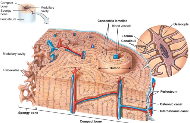 <ul><li><p>Osseous tissue composed mostly ECM with small population of cells scattered throughout</p></li></ul><p></p>