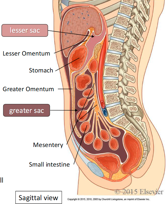 <p><span style="color: rgb(254, 252, 252);"><span>• Mesentery: small intestine<br>• Transverse mesocolon: transverse colon<br>• Sigmoid mesocolon: sigmoid colon</span></span></p>