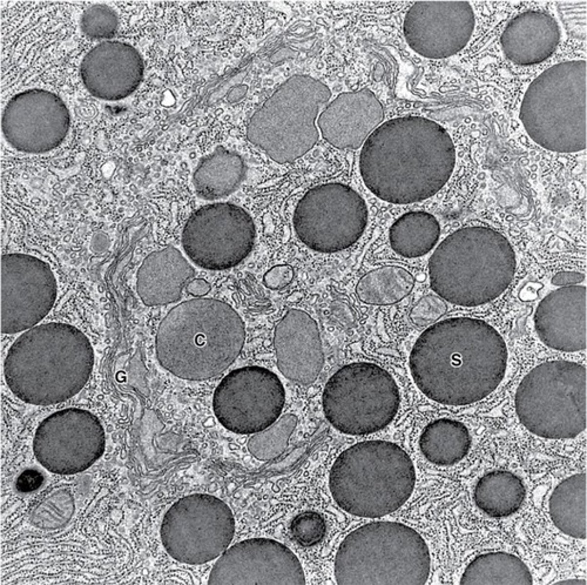 <p>- single membrane containing enzymes within an acidic internal environ.</p><p>- made by golgi</p><p>1. digestion: breaks down compounds that enter cell</p><p>2. defense: attacks invaders like bacteria</p><p>3. destruction: bursts/destroys old cells, recycles them</p><p>- NOT FOUND IN PLANT CELLS, only fungi and animal cells.</p>
